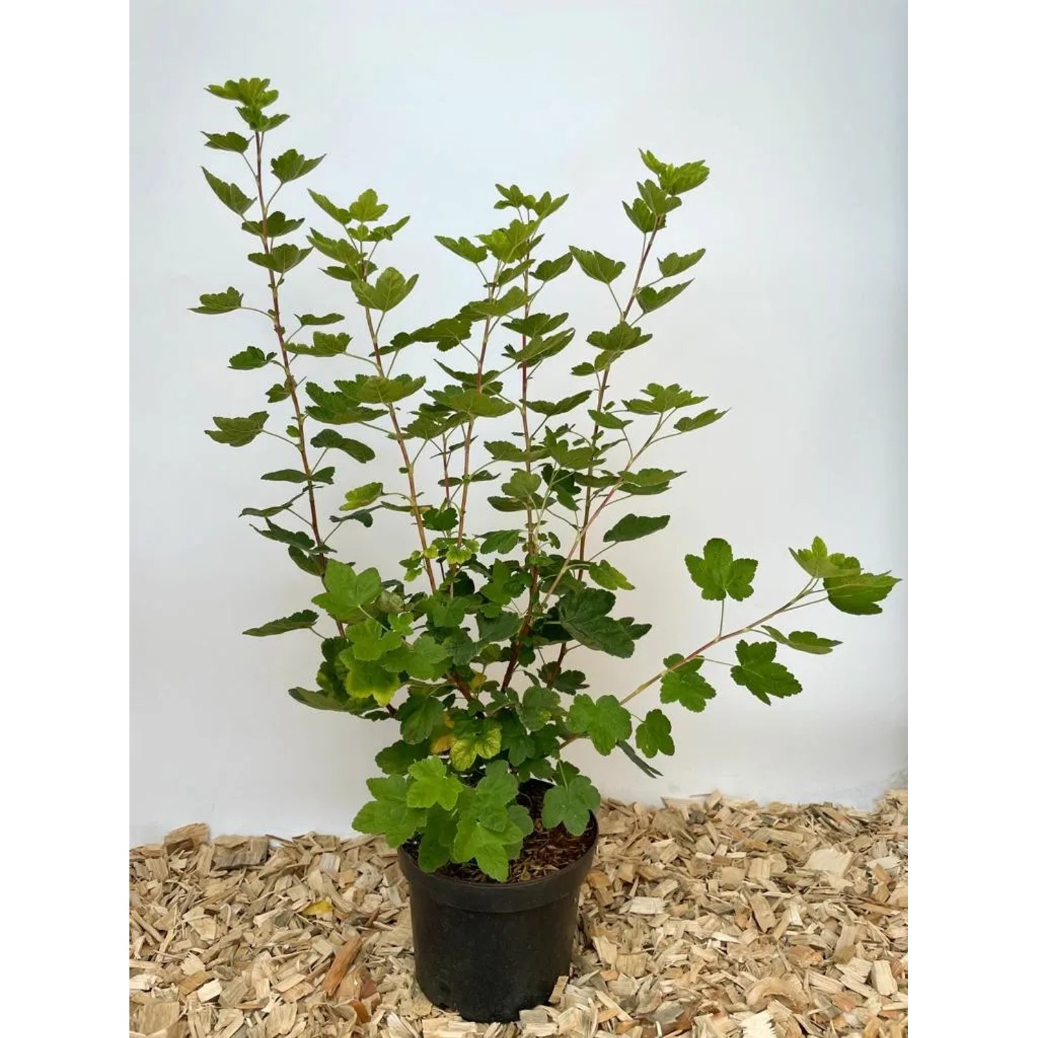 Baumfink Blutjohannisbeere im Topf, ca. 40-60cm hoch, grüne Blätter.