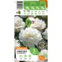 Verpackung der GROW by OBI Pfingstrose Lactiflora Weiss, zeigt üppige, weiße Blüten.