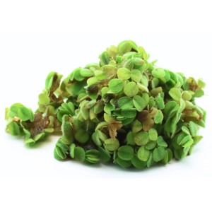 Dennerle Plants Aquariumpflanze Salvinia minima, Schwimmpflanze mit kleinen, runden, hellgrünen Blättern.