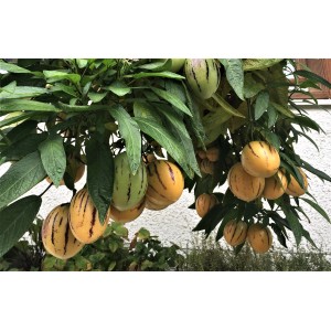 Melonenbirne Pepino Gold im Topf, reife und unreife Früchte mit Streifen zwischen grünen Blättern.