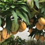 Melonenbirne Pepino Gold im Topf, reife und unreife Früchte mit Streifen zwischen grünen Blättern.