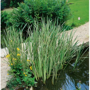Zwergkalmus Variegatus im Topf, grün-weiß gestreift, für Garten und Terrasse.