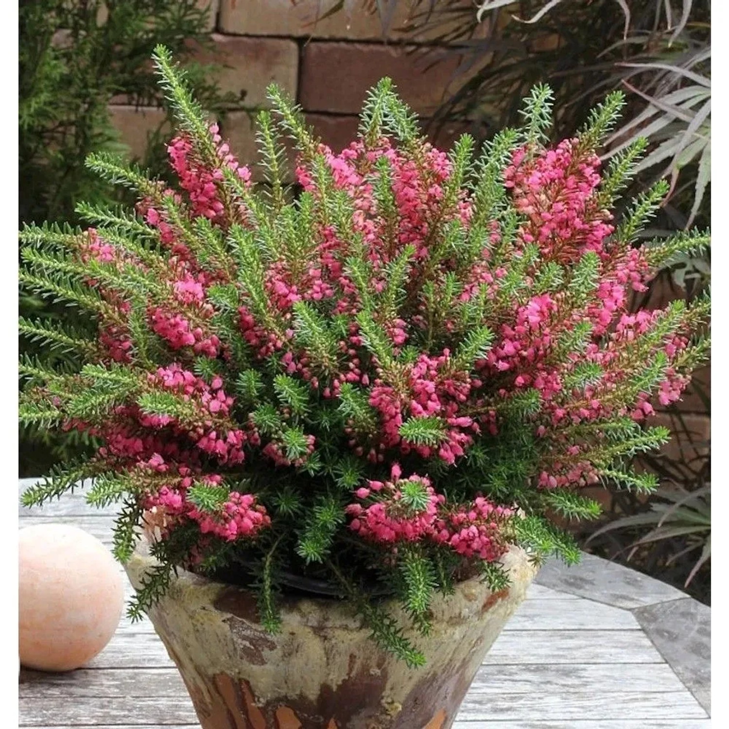Image of 10x Cornwallheide Red Delight - Erica vagans