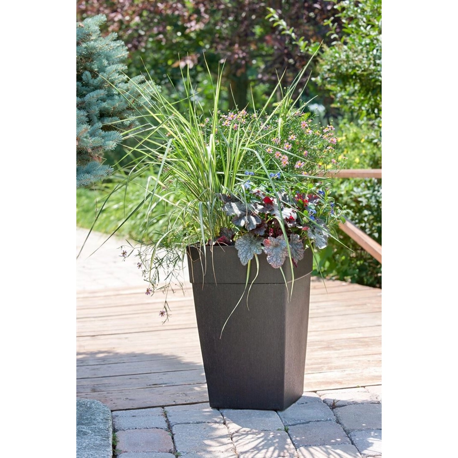 Heuchera Micrantha Plum Pudding Purpurglöckchen 2 Liter Container günstig online kaufen