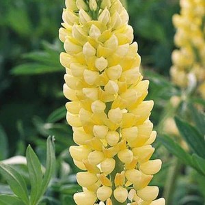 6 x Lupine 'Chandelier' Lupinus Topf 9cm Gelbe Blüten
