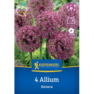 Kiepenkerl Zierlauch Ostara, 4 Stück, mit großen, violetten Blütenkugeln.