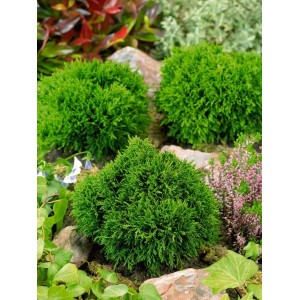 Grüne Kugelzypressen (Chamaecyparis Lawsoniana) im Garten, Stammhöhe 40 cm.