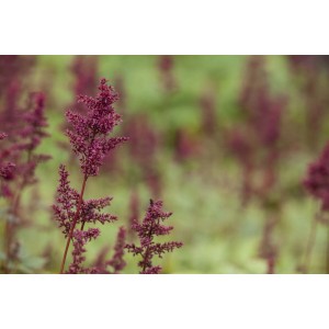 Nahaufnahme der roten Blütenstände einer Astilbe 'Glut' Prachtspiere im Garten.