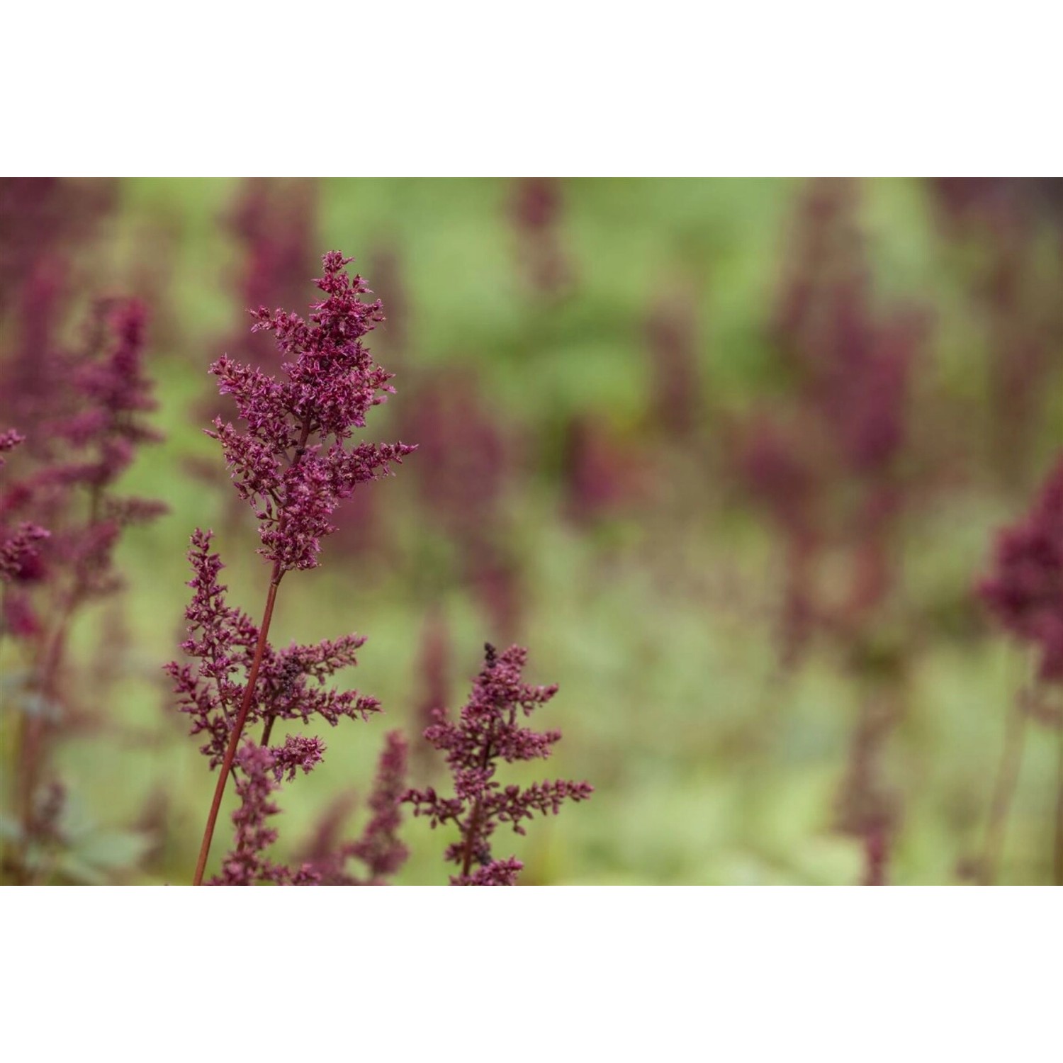 Astilbe X Arendsii Glut Prachtspiere Ca. 9x9 cm Topf günstig online kaufen