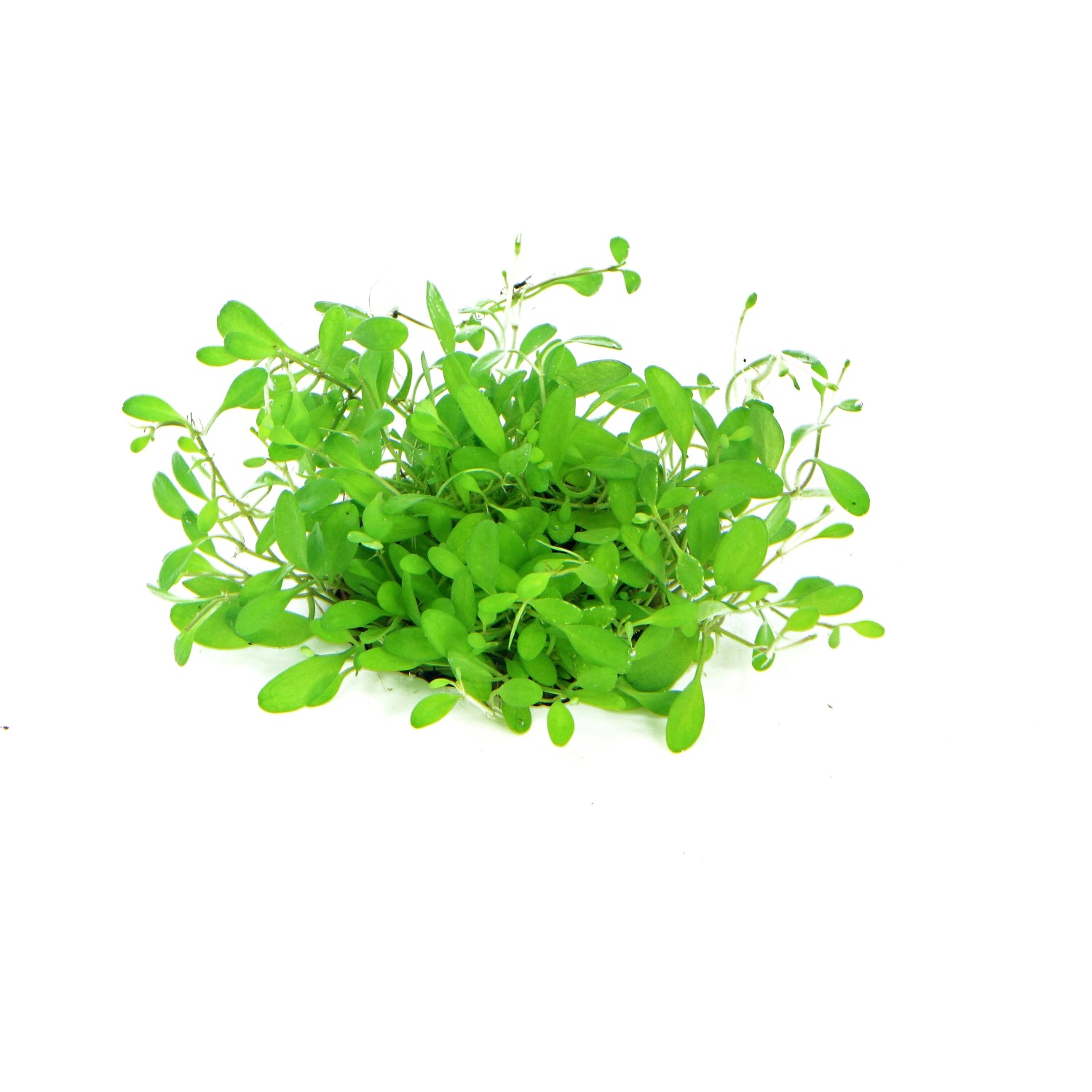 Dennerle Plants Aquariumpflanze Glossostigma Elatinoides In-Vitro