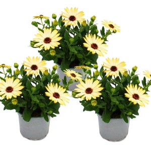 Set aus 3 gelben Kapkörbchen (Osteospermum Ecklonis) im 11cm Topf. Blühende Stehpflanzen für Beet und Balkon.