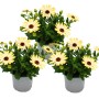 Set aus 3 gelben Kapkörbchen (Osteospermum Ecklonis) im 11cm Topf. Blühende Stehpflanzen für Beet und Balkon.
