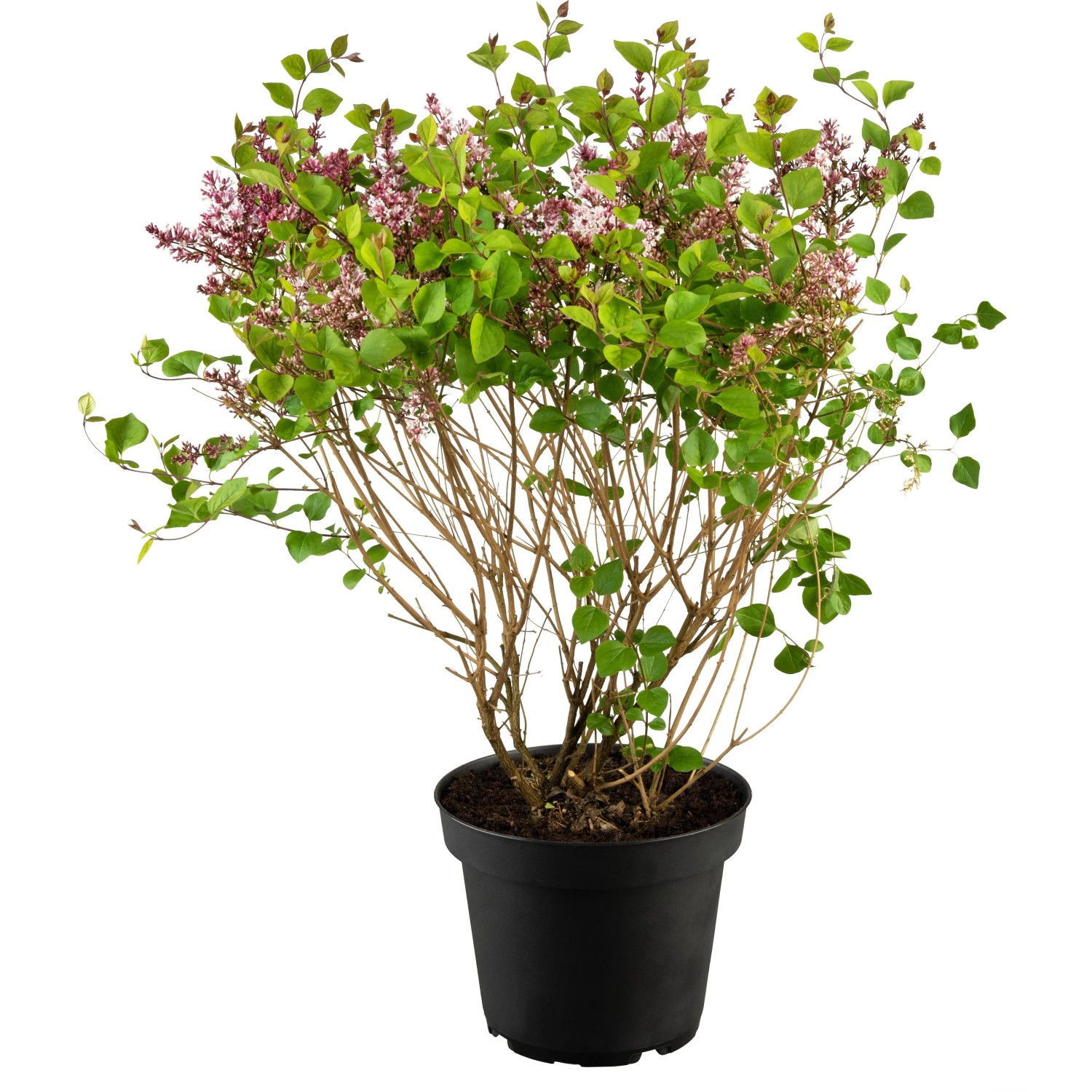 GROW by OBI Zwergflieder 'Flowerfesta Purple' ca. 40cm Topf ca. 3,5l Syringa mey