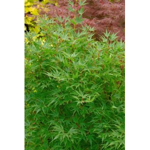 Acer Palmatum Crippsii, Japanischer Ahorn mit grünen Blättern, 100–125 cm hoch.