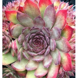 Nahaufnahme einer Dachwurz 'Pickwick' (Sempervivum), eine mehrfarbige Staude.