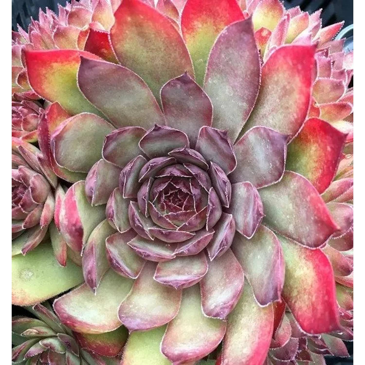 Dachwurz Pickwick - Sempervivum cultorum