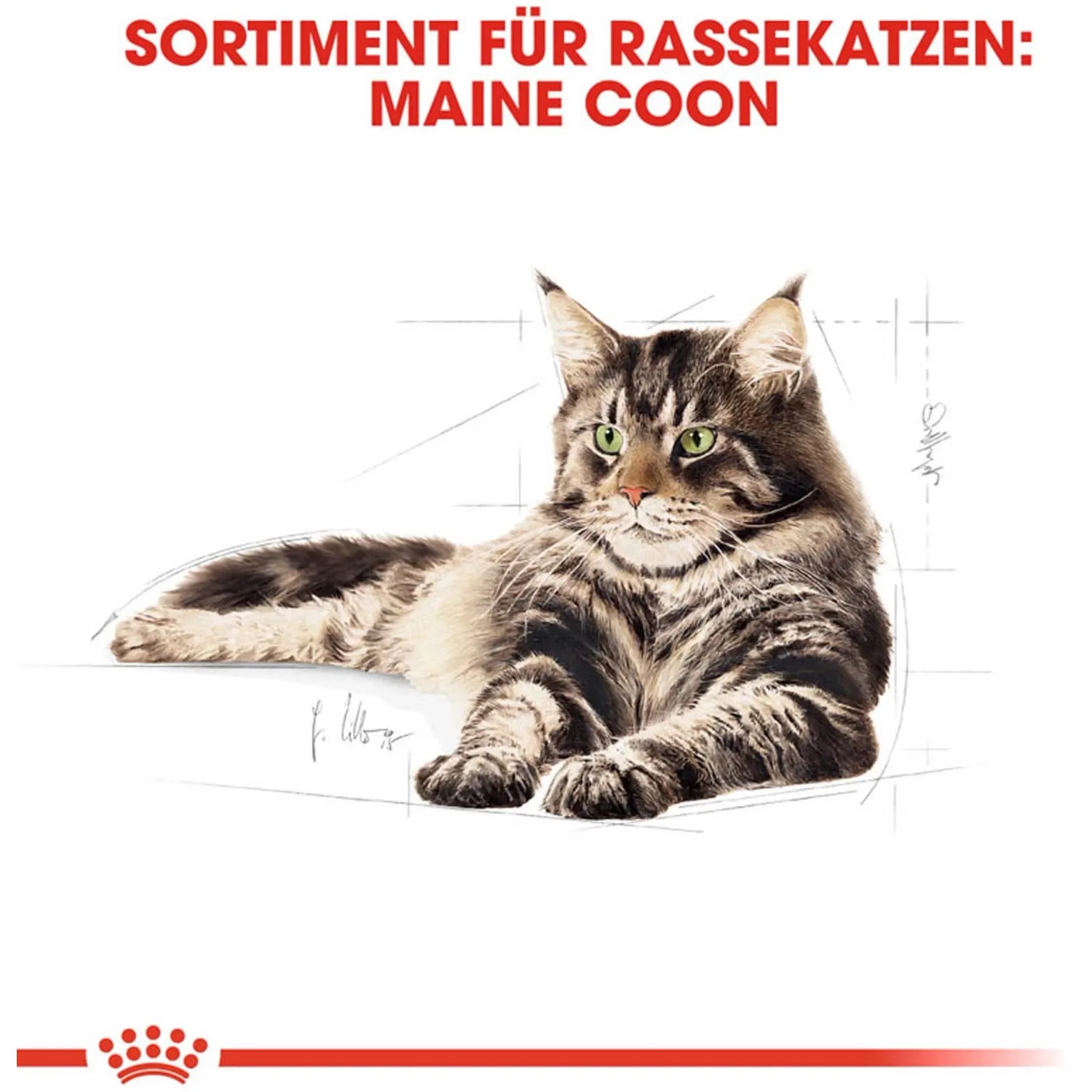 Royal Canin Maine Coon Katzenfutter für ausgewachsene Katzen, 400g Packung.
