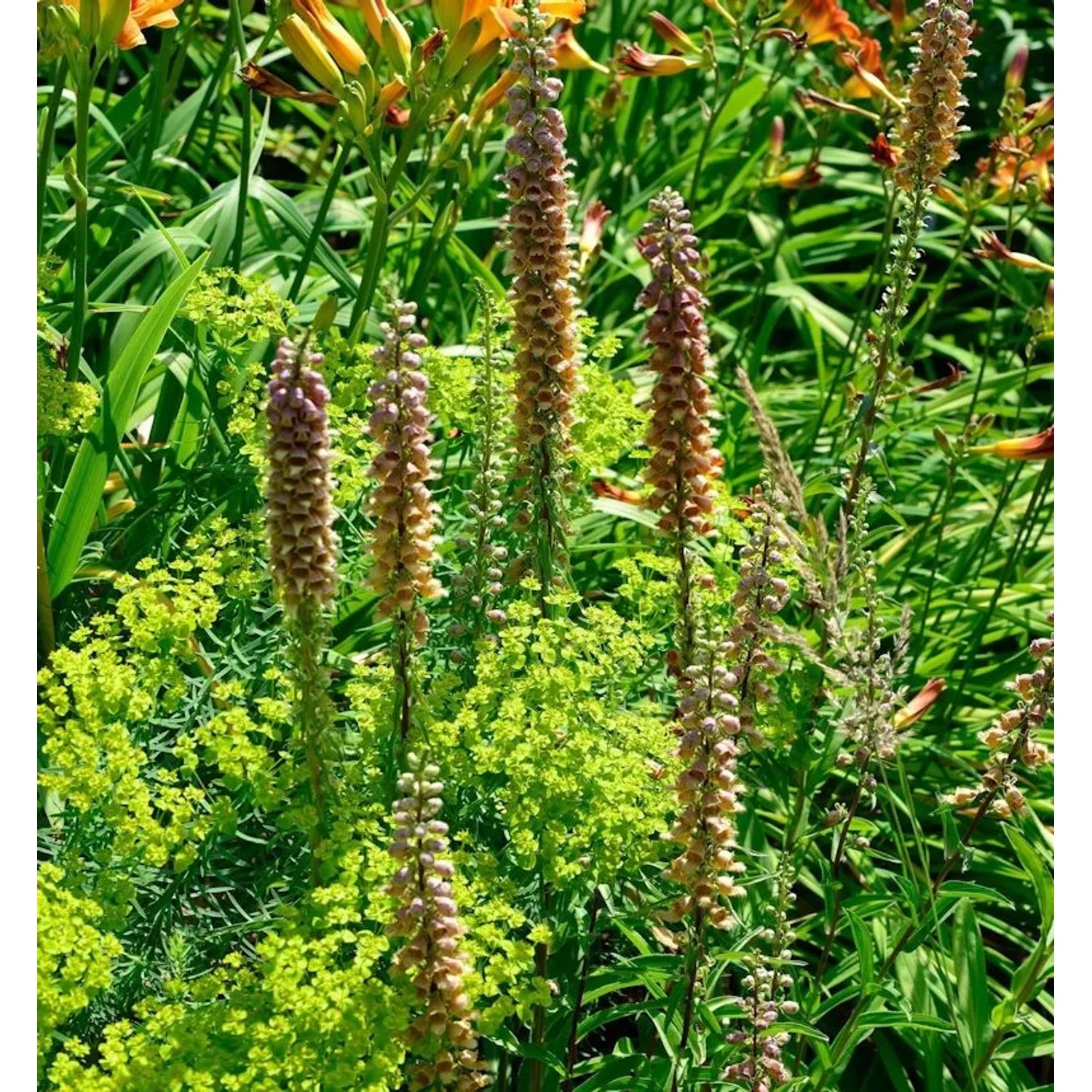 Fingerhut - Digitalis ferruginea