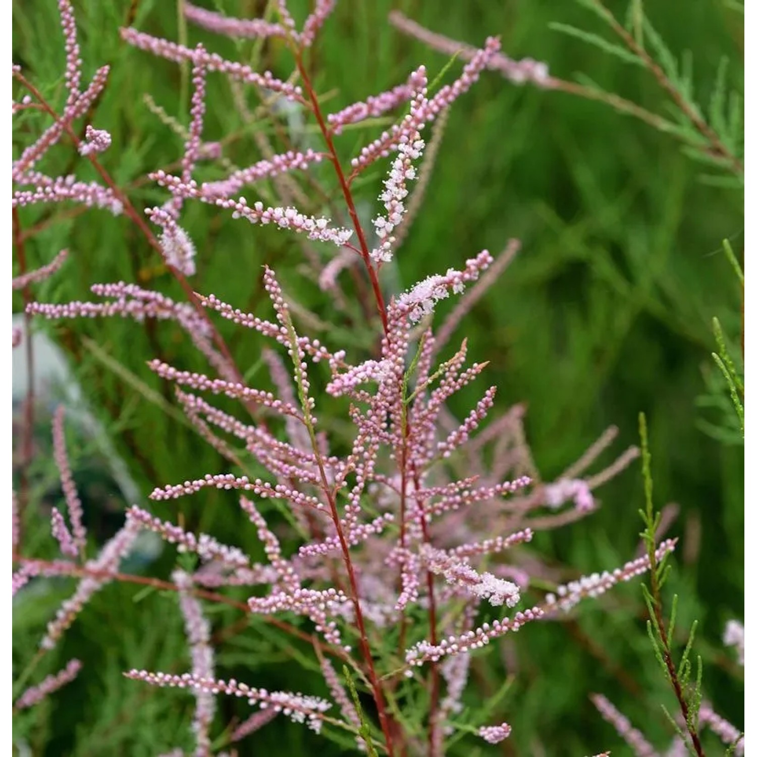 Sommertamariske Rubra 80-100cm - Tamarix ramosissima