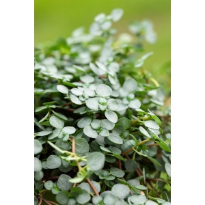 Detailaufnahme der Silber-Kanonierblume (Pilea glauca) mit silbrig-grauen Blättern im Topf.