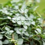 Detailaufnahme der Silber-Kanonierblume (Pilea glauca) mit silbrig-grauen Blättern im Topf.