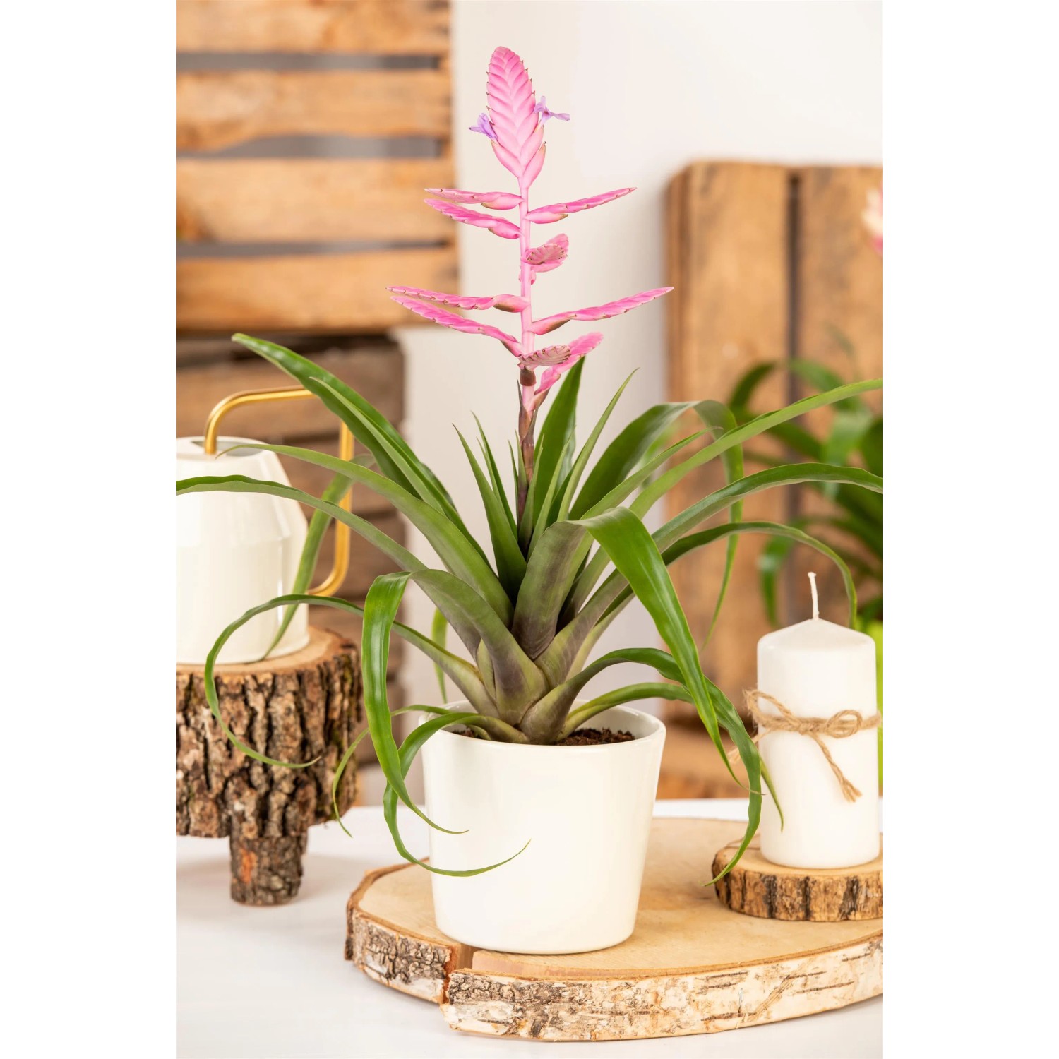 GROW by OBI Vriesea Intenso Salmon im Topf, eine dekorative Bromelie mit rosa Blüte.