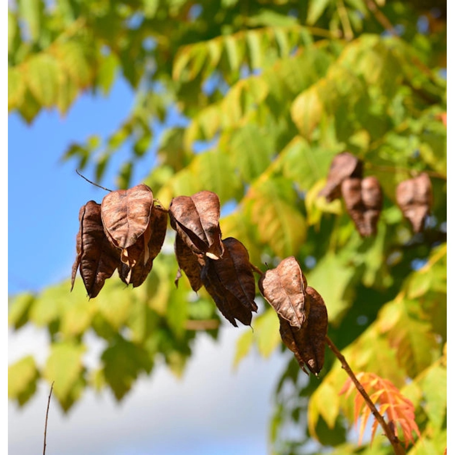 Rispiger Blasenbaum 80-100cm - Koelreuteria paniculata günstig online kaufen