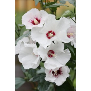 Hibiskus Red Heart mit weißen Blüten und roter Mitte, Nahaufnahme.