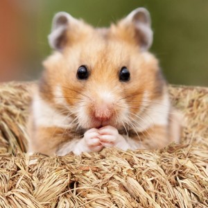 Goldener Hamster blickt aus Strohnest. 5-tlg. Käfigzubehör Set für Nager aus Gras und Stroh. Spiel & Versteck.