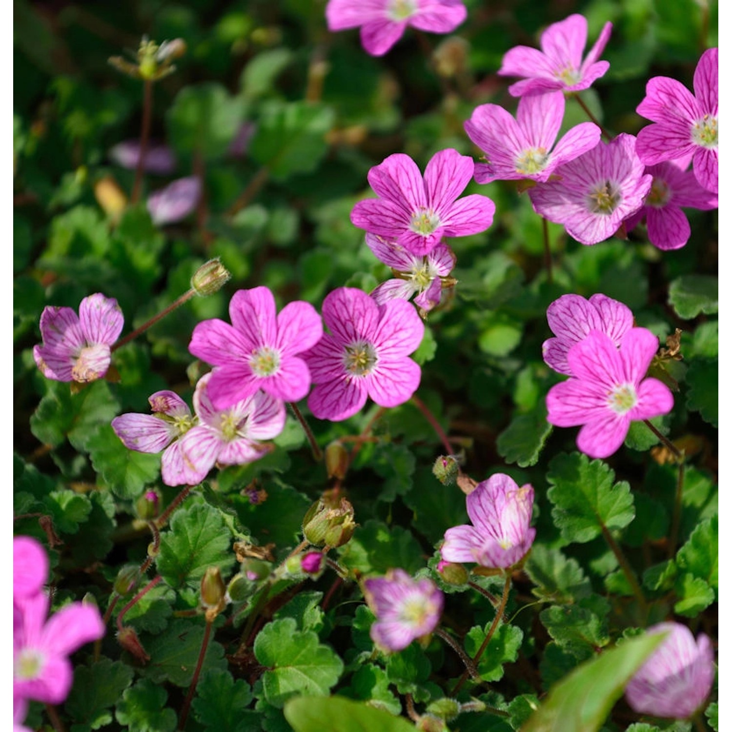 Reiherschnabel Roseum - Erodium reichardii günstig online kaufen