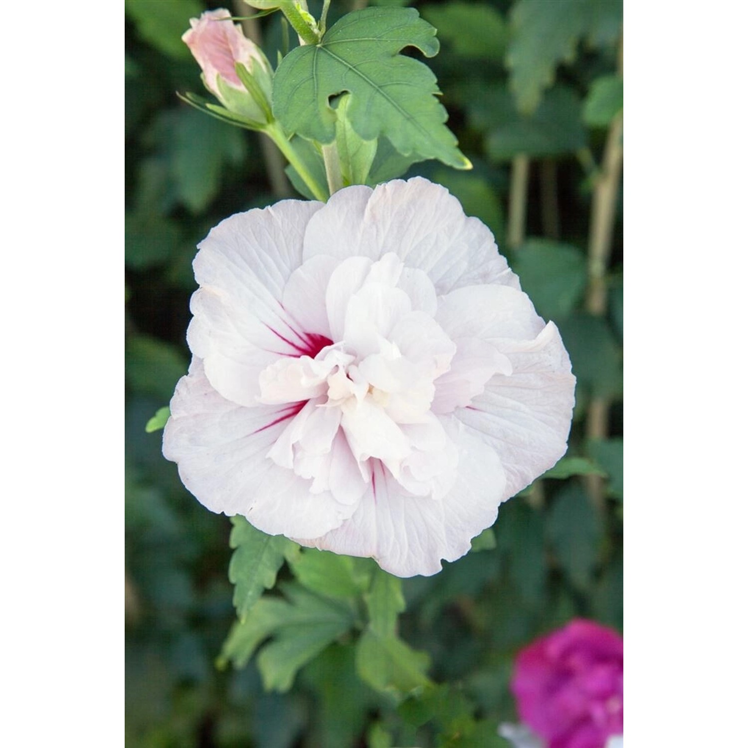 Hibiscus Syriacus Garten-Eibisch Starburst Chiffon 40- 60 cm günstig online kaufen