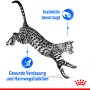 Springende Katze, Royal Canin Indoor Sterilised Nassfutter für Wohnungskatzen.