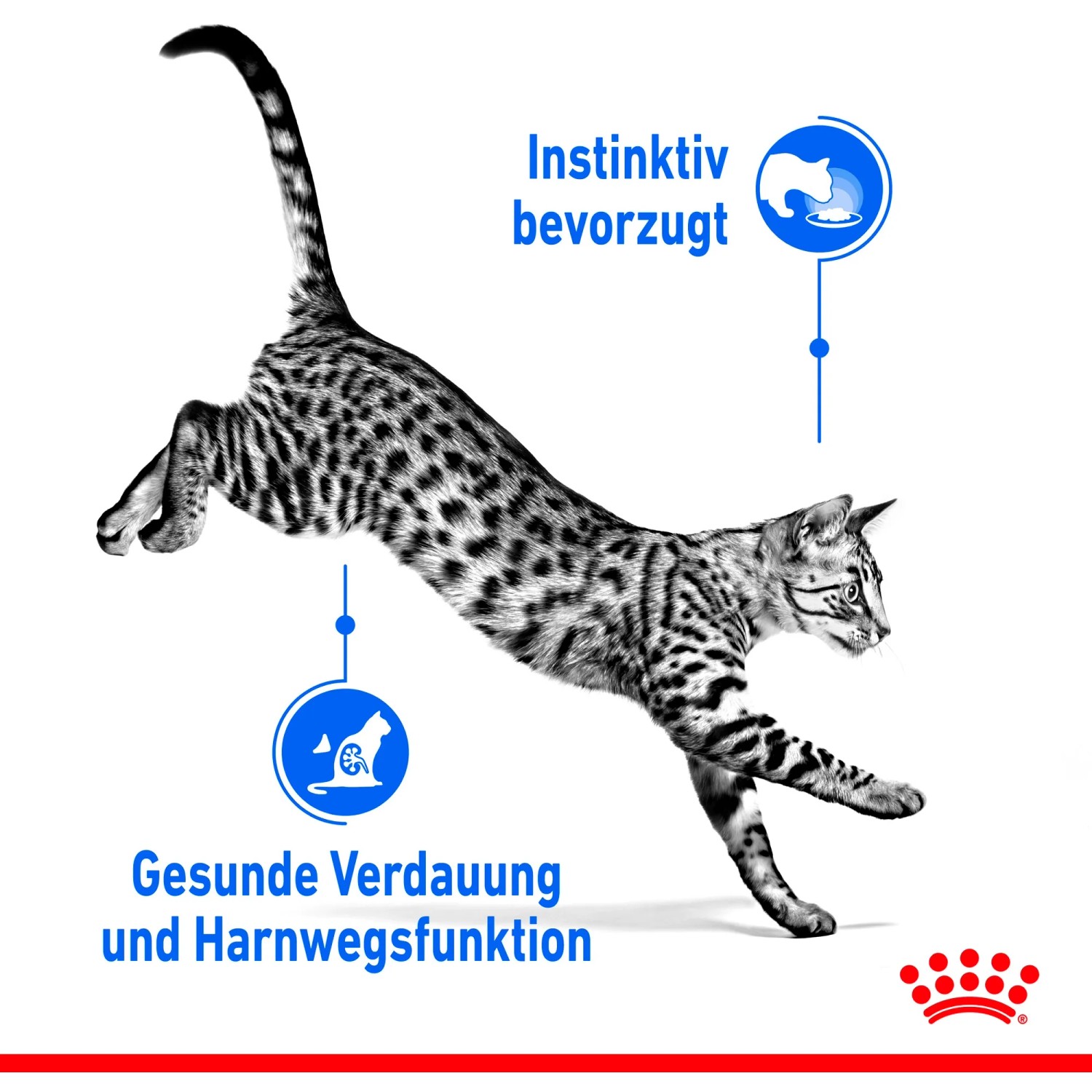 Springende Katze, Royal Canin Indoor Sterilised Nassfutter für Wohnungskatzen.