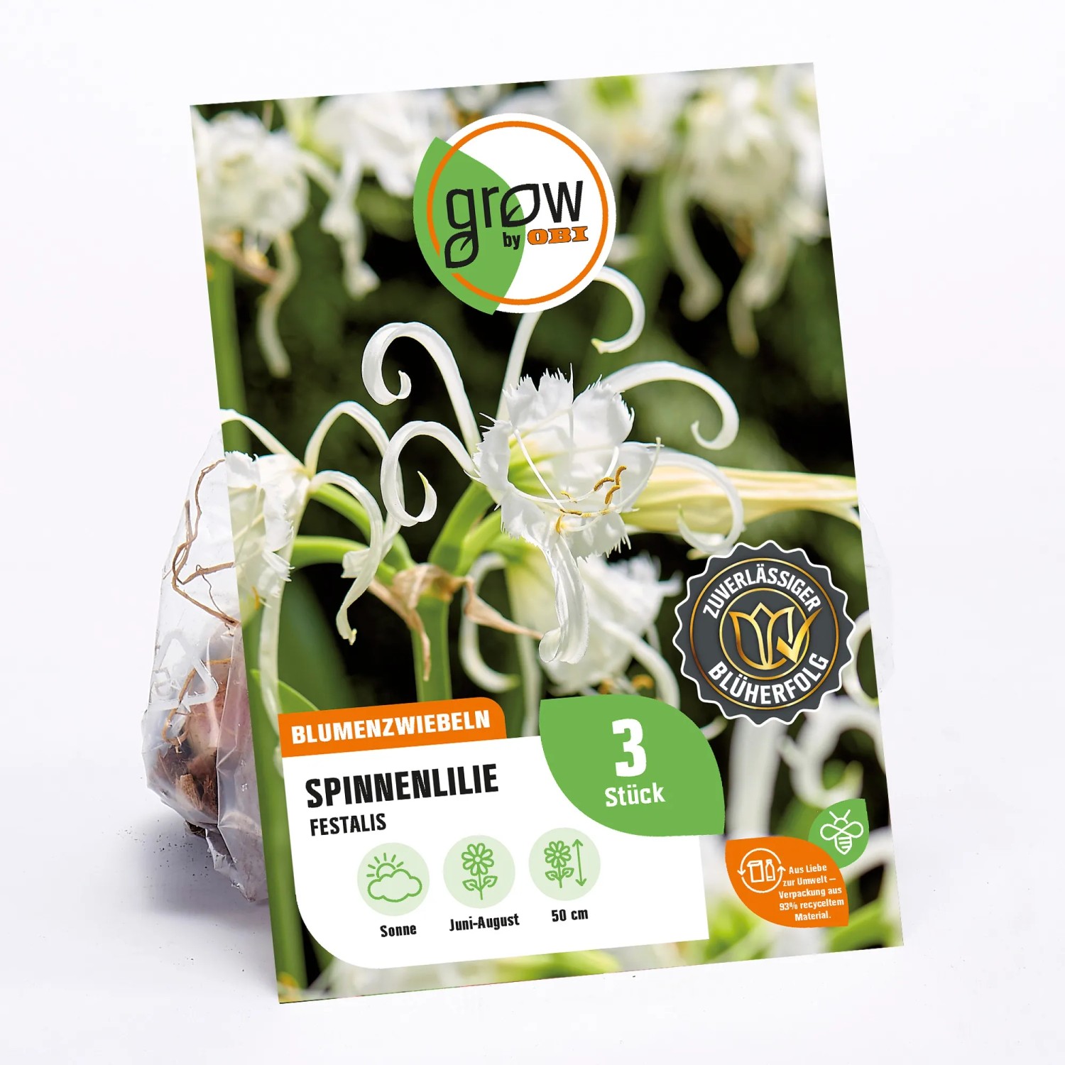 GROW by OBI Spinnenlilie Festalis, weiße Blüte, Höhe ca. 50cm. Blumenzwiebel im Paket.