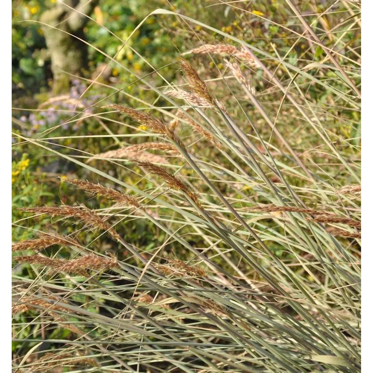 Goldbartgras - Sorghastrum nutans