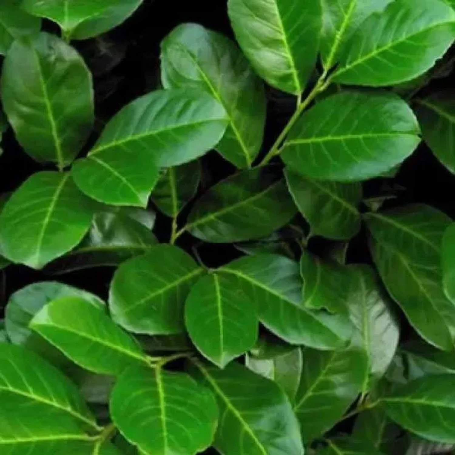 Kirschlorbeer 'Rotundifolia' Prunus,aurocerasus 60 bis 80 cm im Container Immergrün