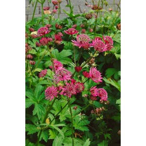 Dunkelrote Sterndolde (Astrantia Major Claret) im Gartenbeet, grüne Blätter.