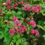 Dunkelrote Sterndolde (Astrantia Major Claret) im Gartenbeet, grüne Blätter.