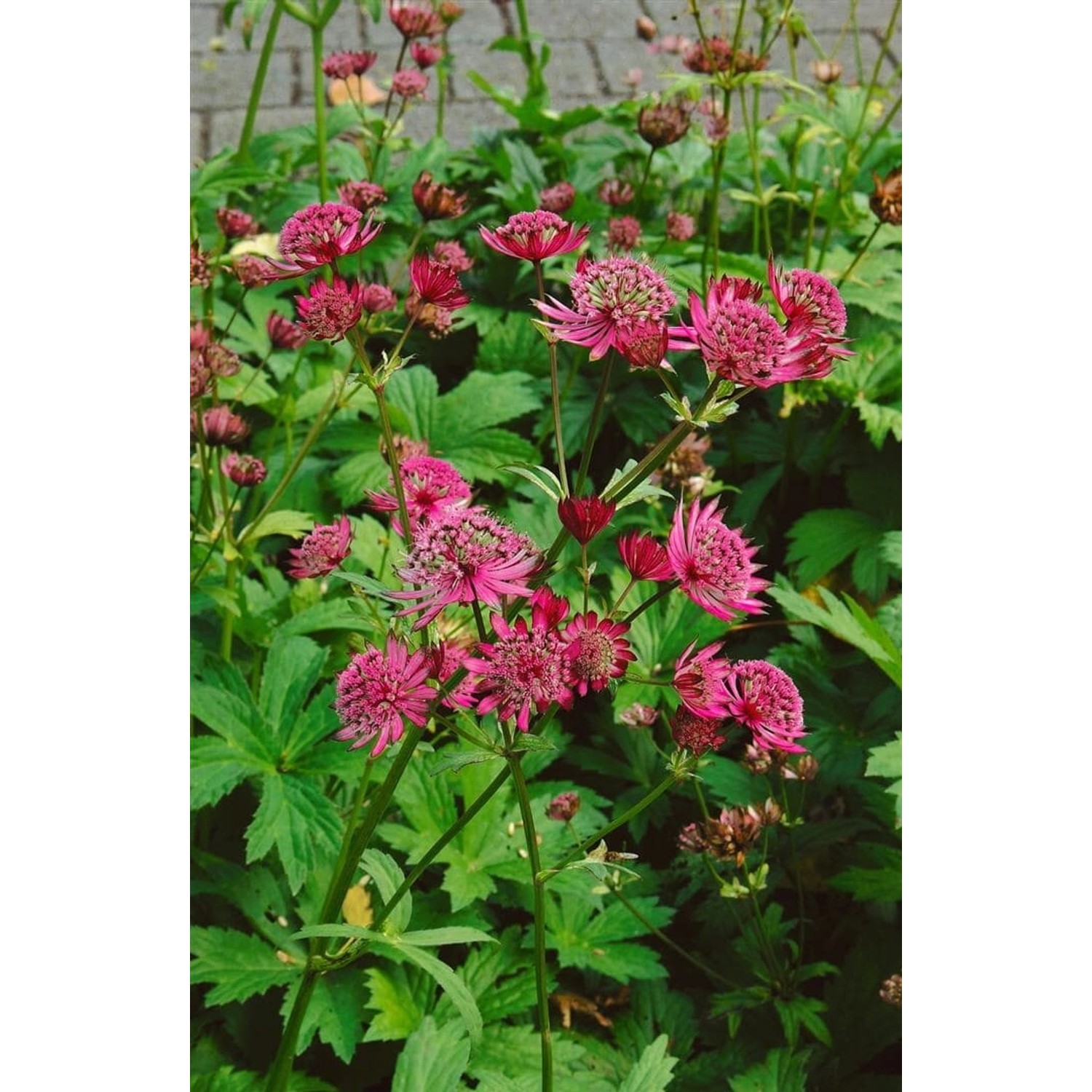 Astrantia Major Claret Sterndolde Ca. 11x11 cm Topf günstig online kaufen