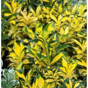 Japanischer Spindelstrauch 'Ovatus Aureus' mit gelb-grünen Blättern. Dekorative Gartenpflanze.