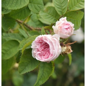 Nahaufnahme der historischen Rose Felicite Parmentier mit zarten, rosa Blüten.