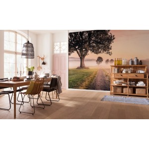 Komar Vlies Fototapete Misty Morning (400x250 cm) im Wohnraum mit Baum und Feldweg.