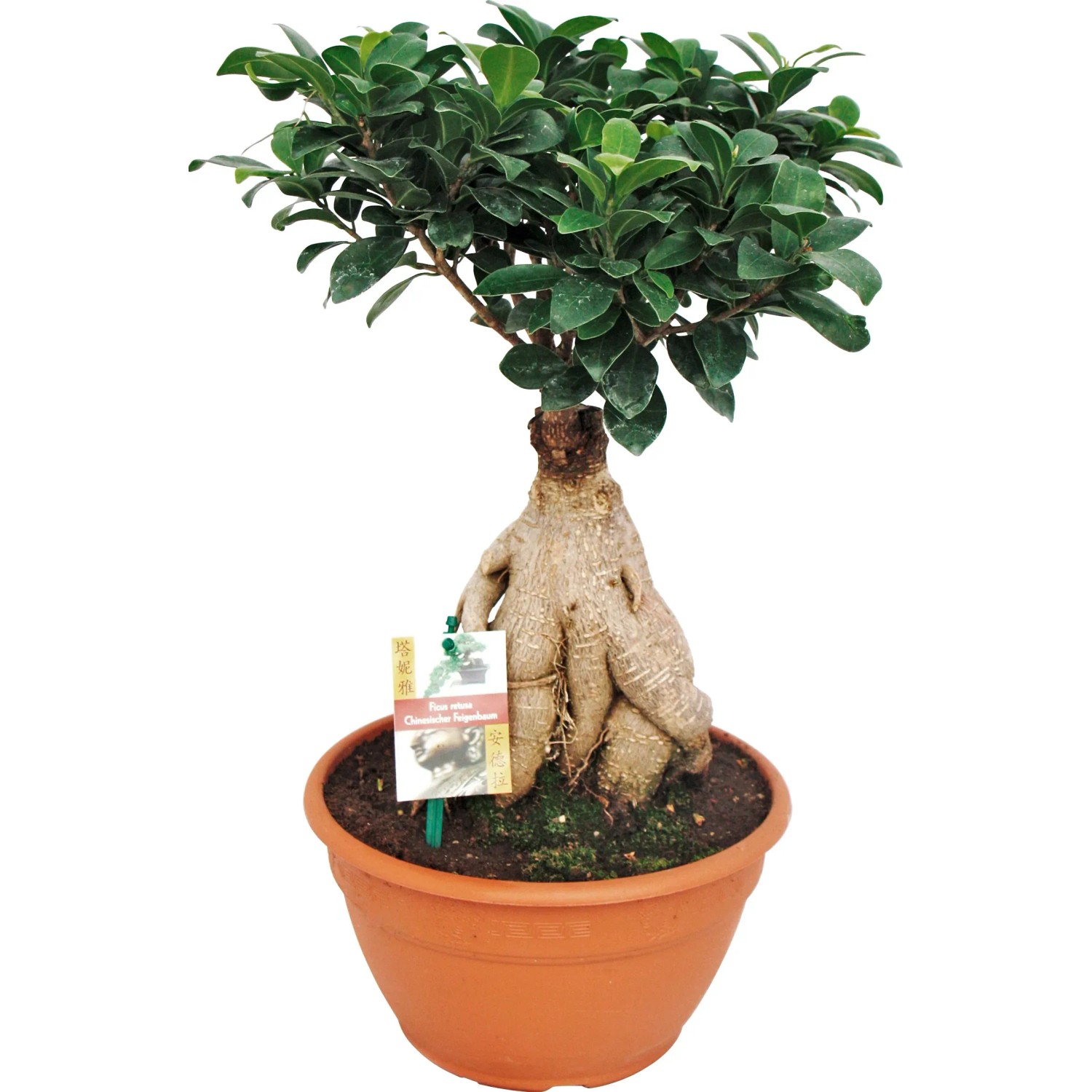 bonsai größenklassen Green Home Bonsai Bundle