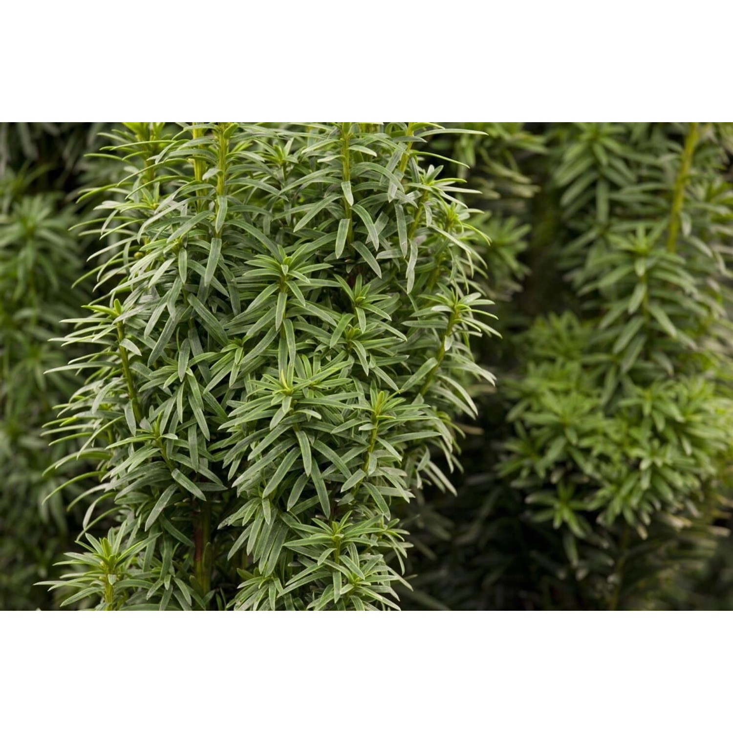 Taxus baccata 'David' 50-60 cm günstig online kaufen