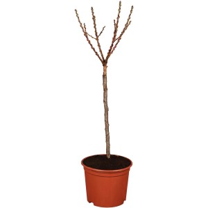 Pfirsichbaum 'Roter Ellerstädler' im Topf, ca. 80-100cm hoch.