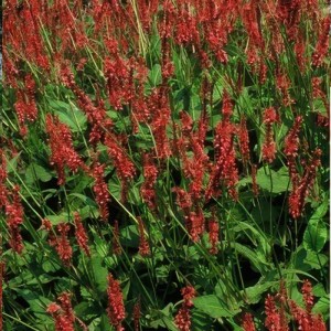 Winterharte Exotenherz Kerzen Knöterich Staude mit roten Blüten, ideal als Bodendecker. 60 Pflanzen im Set.