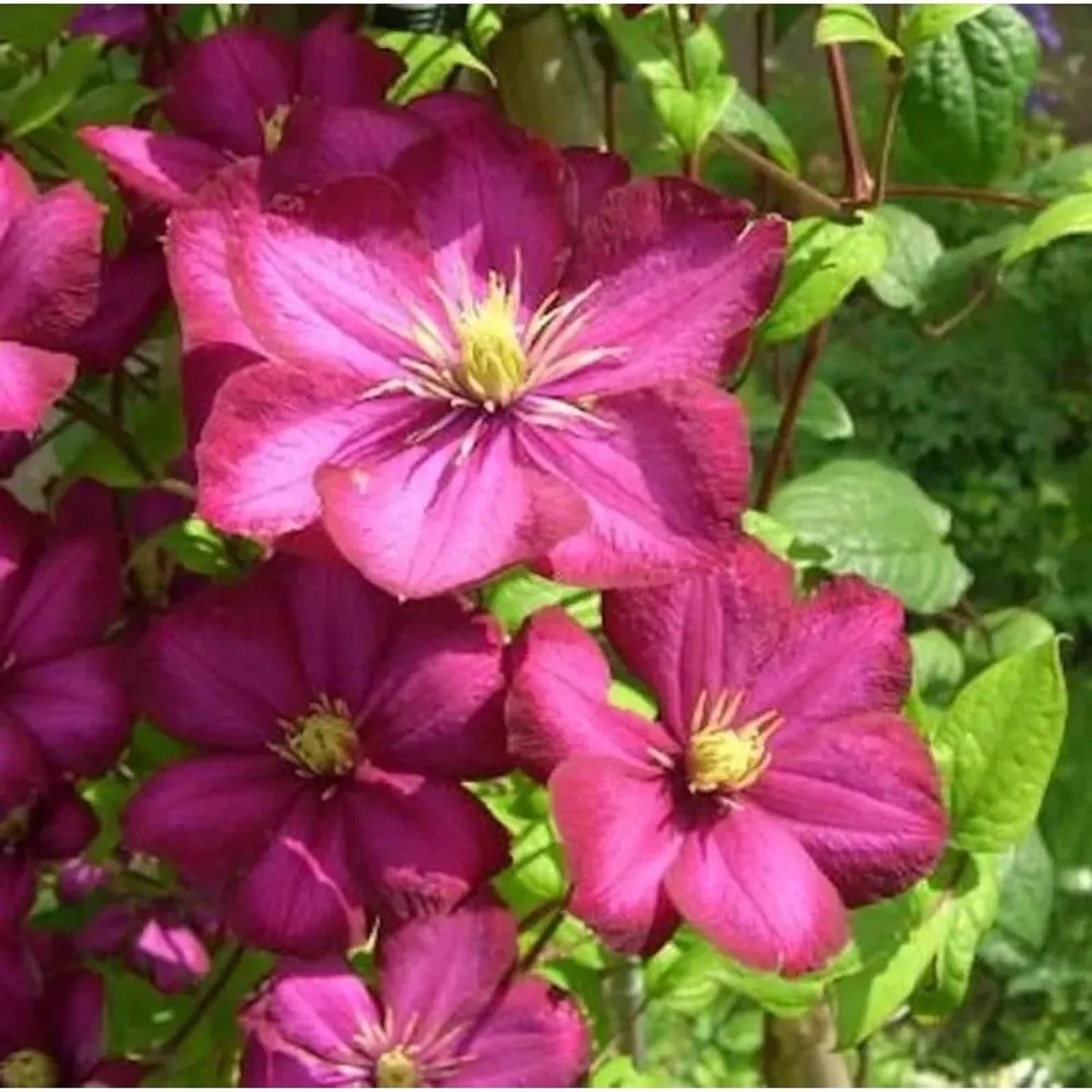 Waldrebe Rouge Cardinal 125-150cm - Clematis