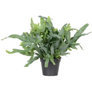 Goldtüpfelfarn 'Blue Star' im Topf, blaugrüne Blätter. Zimmerpflanze für halbschattige Standorte.