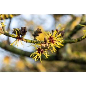 Nahaufnahme der gelben Blüten der Hamamelis Intermedia Westerstede Zaubernuss.