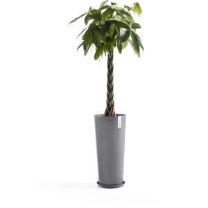 Ecopots Amsterdam High Pflanztopf, Ø 32,5 cm, Grau, mit Pflanze. Ideal für Innen- und Außenbereich.